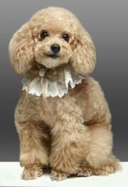 Custom 3D Animal Figurine 10cm | Standing or Lying Pose - Image 3