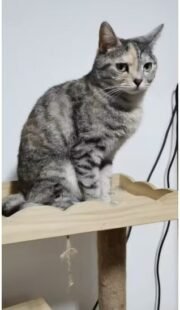 Custom 3D Animal Figurine 8cm | Standing or Lying Pose - Image 4