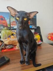 Custom 3D Animal Figurine 6cm | Standing or Lying Down - Image 5